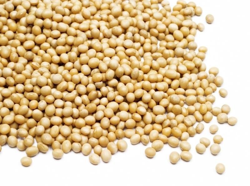 Soybean Seeds 02