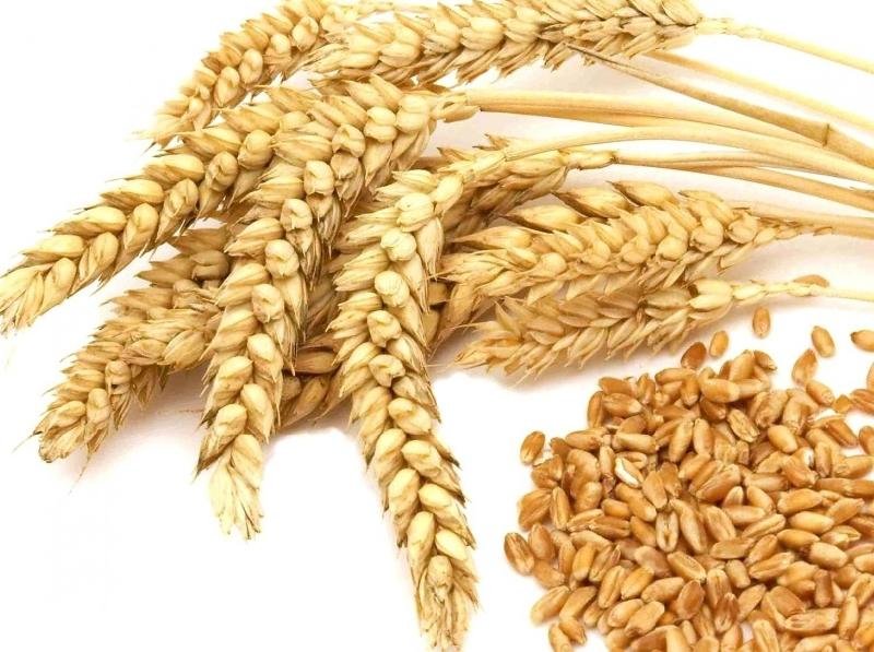 Wheat Seeds 01