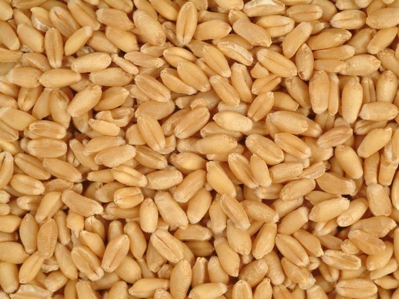 Wheat Seeds 02