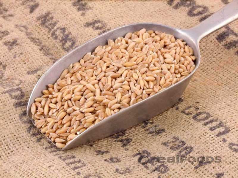 Wheat Seeds 03