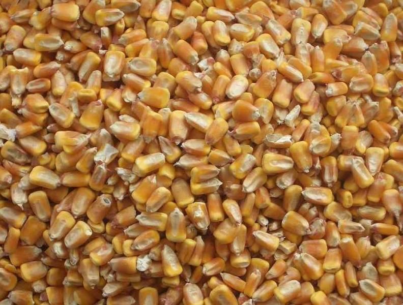 Yellow Maize Seeds 02