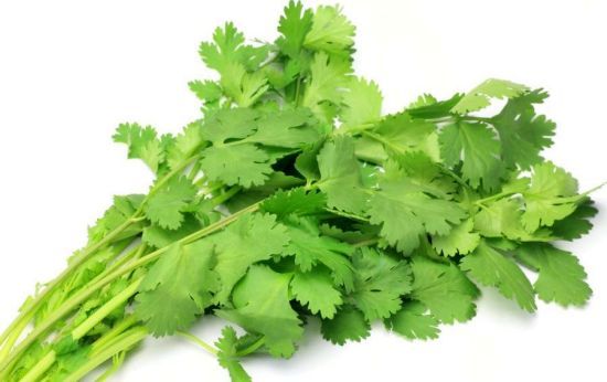 Fresh Coriander 01