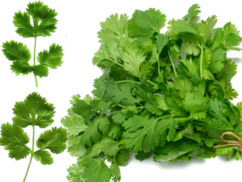 Fresh Coriander 02