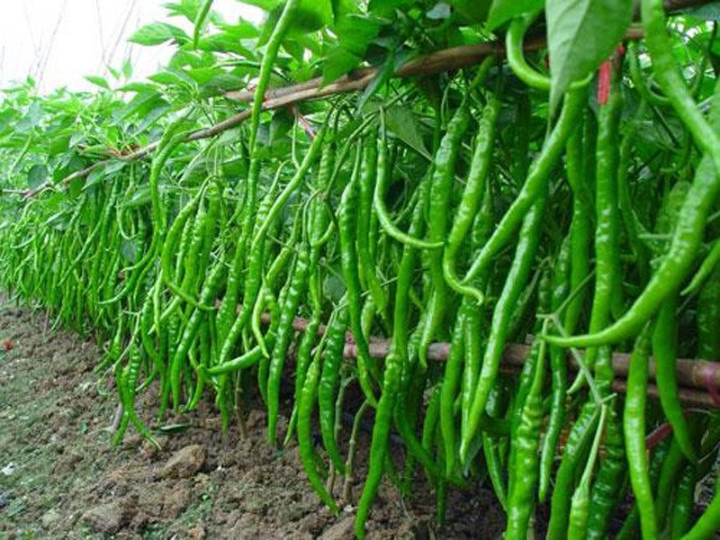Fresh Green Chili 02