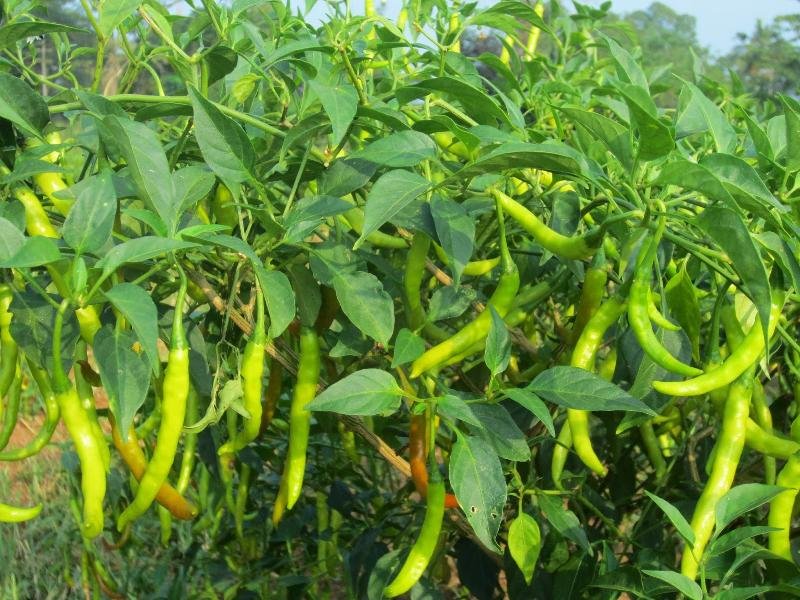 Fresh Green Chili 03
