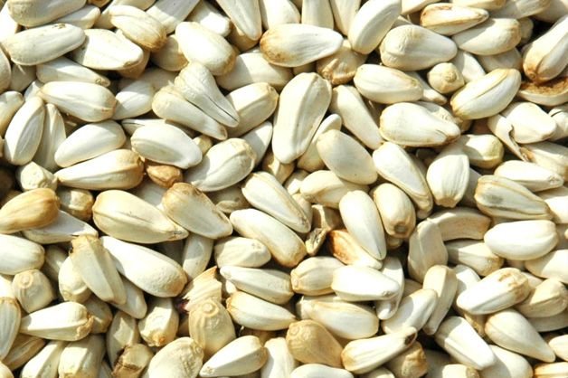 Safflower Seeds 01