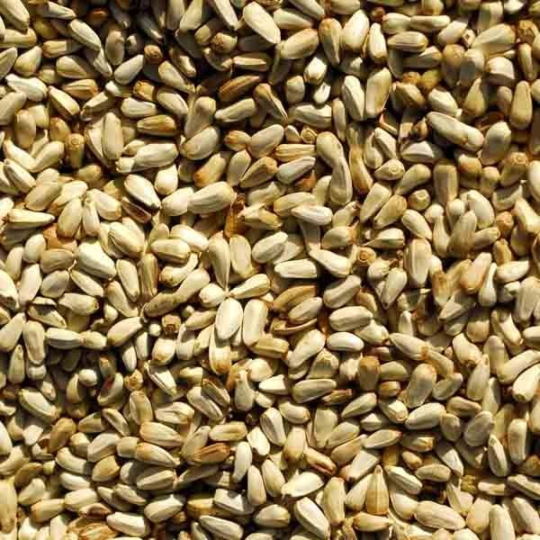 Safflower Seeds 02