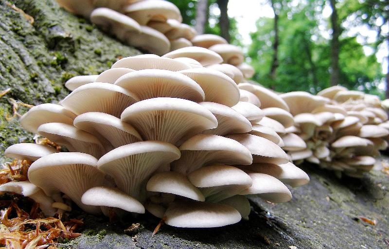Oyster Mushroom 02