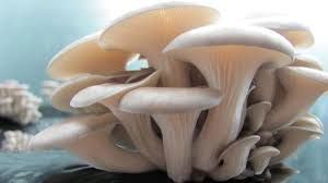 Oyster Mushroom 03