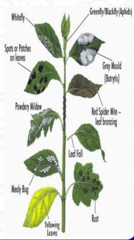 Alrounder Organic Plant Protector 02