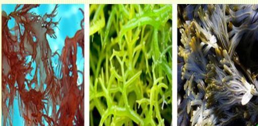 Bloom 16 Organic Plant Biostimulant 02