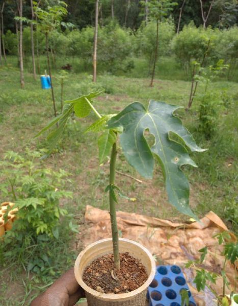 Papaya Plant 02