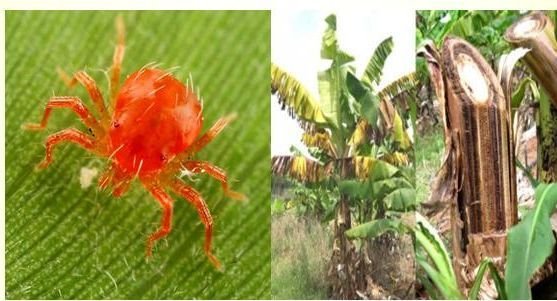 Pathorid Organic Pest Repellent And Fungicide 01