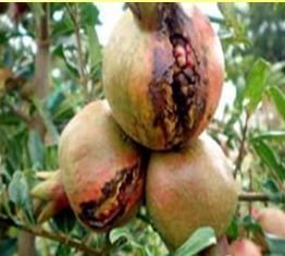 Pathorid Organic Pest Repellent And Fungicide 03