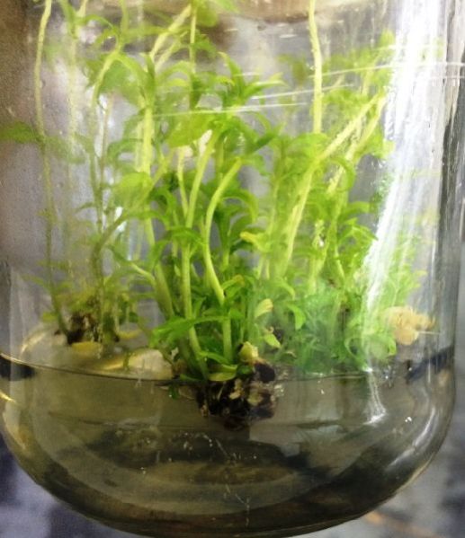 Pomegranate Plant 01