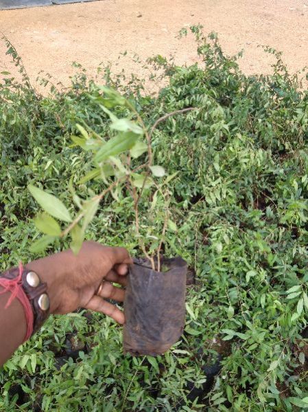 Pomegranate Plant 03