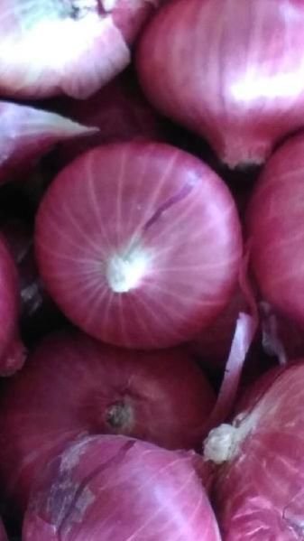 Red Onion 04