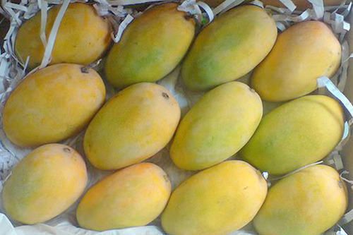 Kesar Mango 01