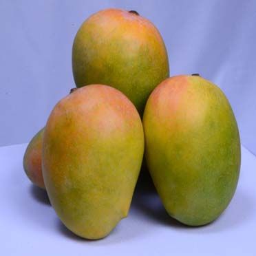 Kesar Mango 06