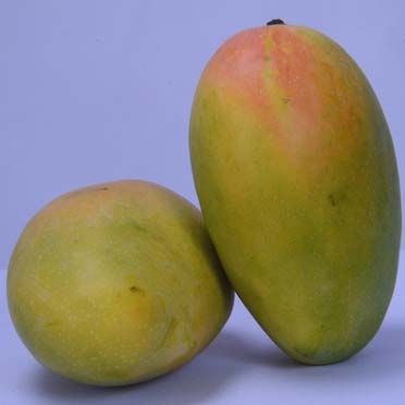 Kesar Mango 07