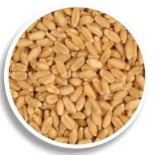 Wheat Seeds 04