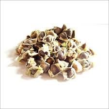 Moringa Seeds 02