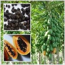 Pappaya Seeds 01