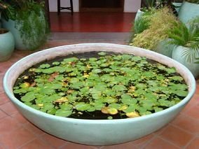 Bowl Shaped Medium Planters 02