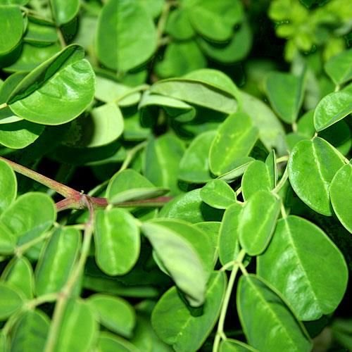 Moringa Leaves