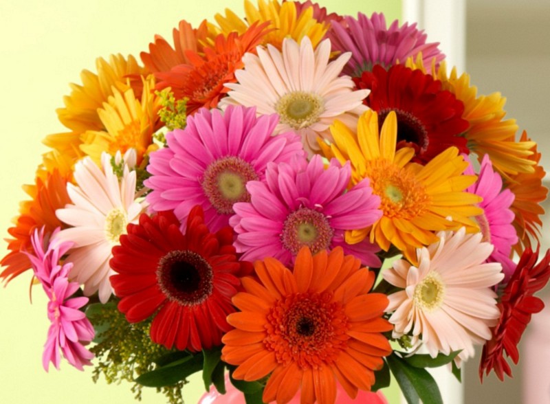 Fresh Gerbera Flower 01