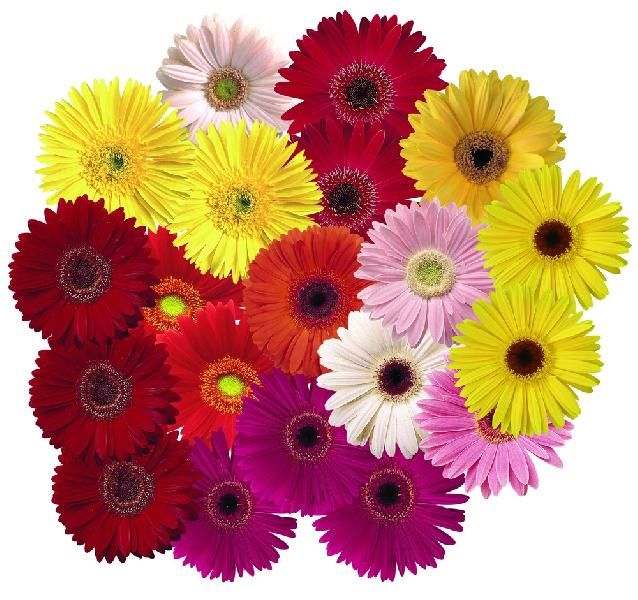 Fresh Gerbera Flower 02