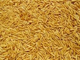 Paddy Seeds 01