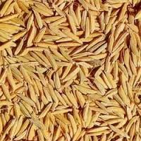 Paddy Seeds 02