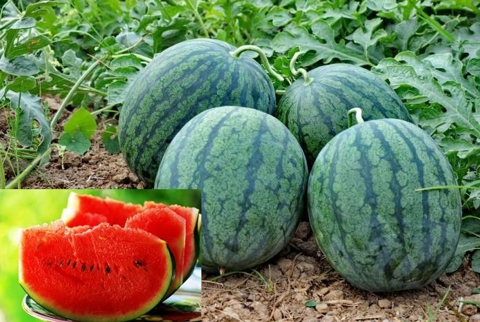 Fresh Watermelon 01