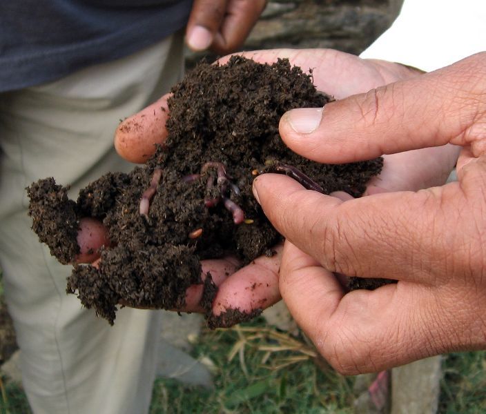 Vermicompost Fertilizer 02