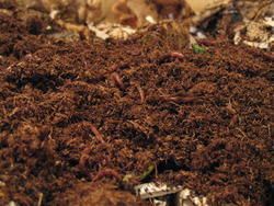 Vermicompost Fertilizer 05