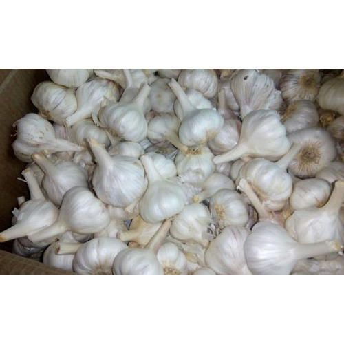 Fresh Garlic 01