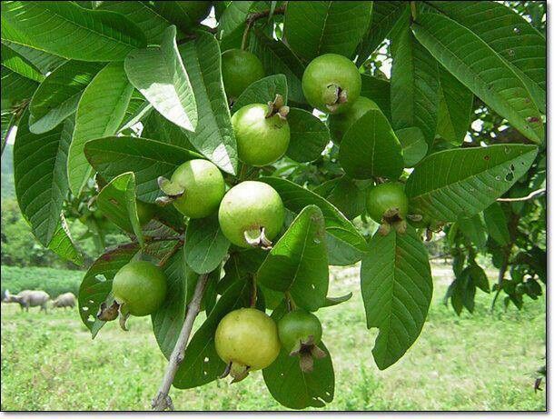 Thai Guava Plant 01