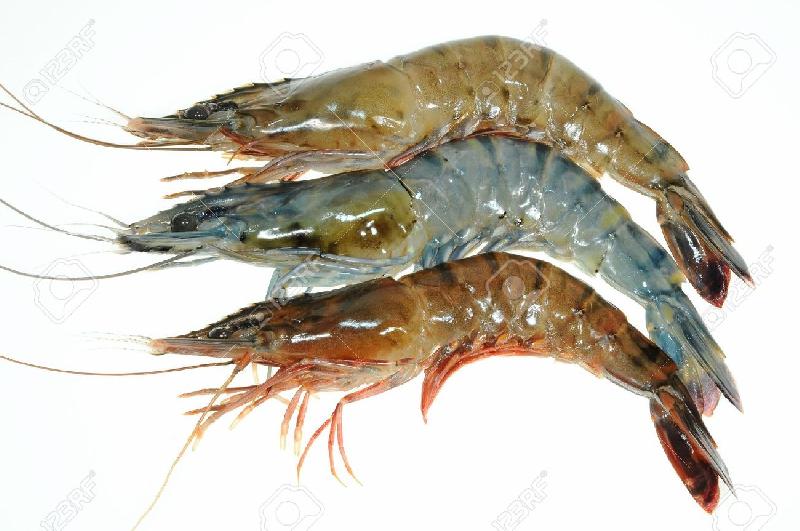 Fresh Prawns 01