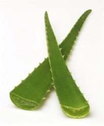 Aloe Vera Leaves 01