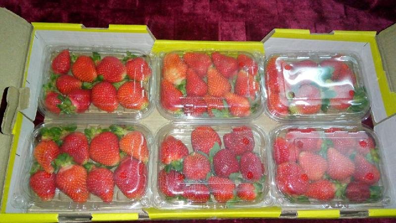 Fresh Strawberry 06