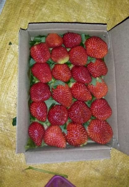 Fresh Strawberry 07