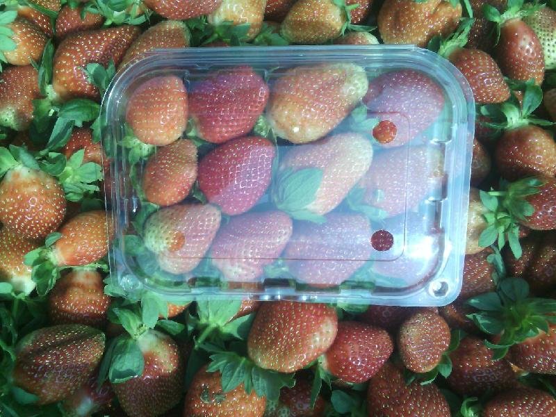 Fresh Strawberry 11