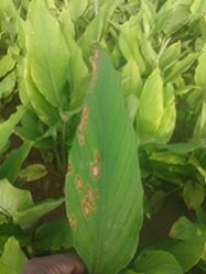 Bacterial Blight Botanical Bactericide & Fungicide 01