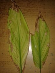 Bacterial Blight Botanical Bactericide & Fungicide 02