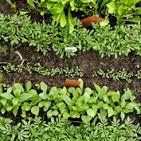 Organic Insecticides 03