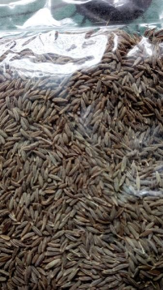 Cumin Seeds 01
