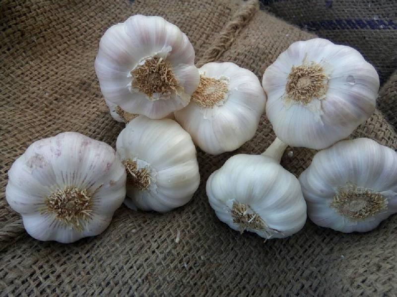 Fresh Garlic 01