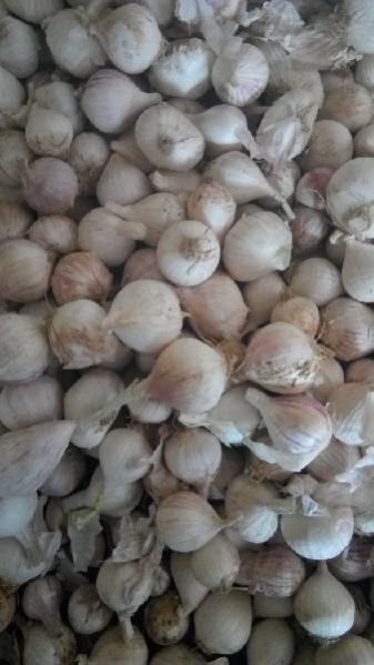 Fresh Garlic 02