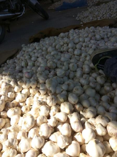 Fresh Garlic 03